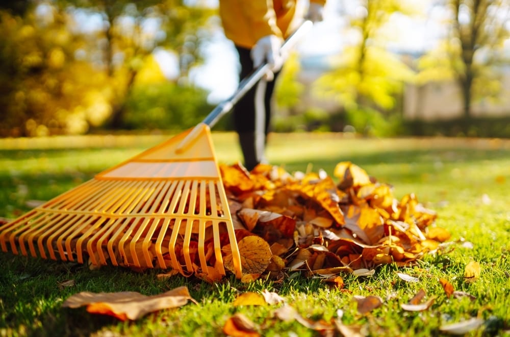 fall lawn care tips