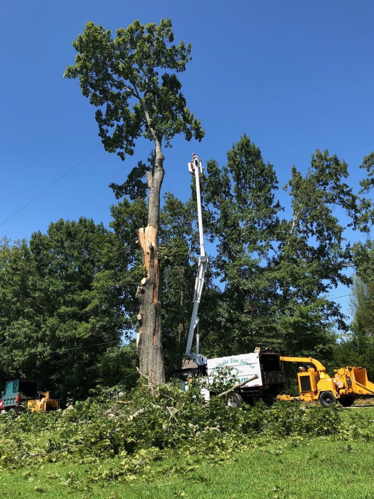 Tree Services in Bethpage TN